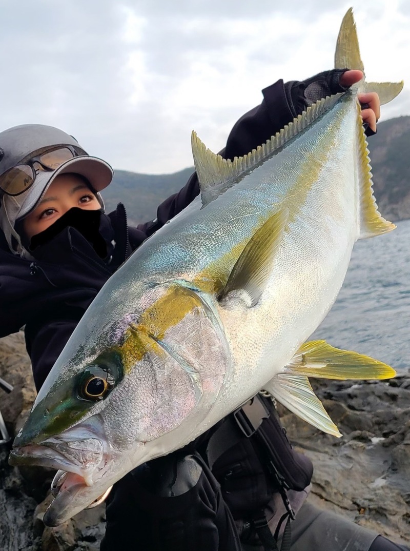 長崎県対馬のロックショアでヒラマサ、ヒラスズキ、ヤズ釣果