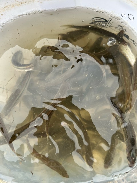 滋賀県近江八幡長命寺・大同川の浮き釣りでホンモロコ釣果