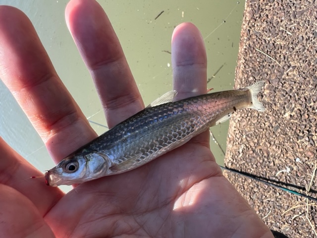 滋賀県近江八幡近辺の浮き釣りでホンモロコ釣果