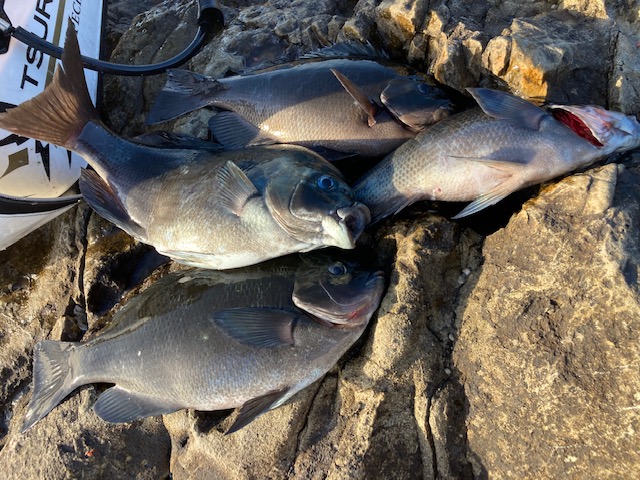 和歌山県日高町田杭のフカセ釣りでグレ・チヌ釣果