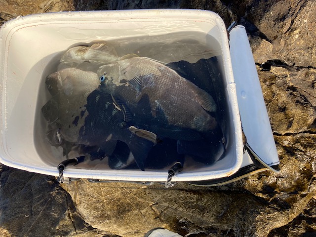 和歌山県日高町田杭のフカセ釣りでグレ・チヌ釣果