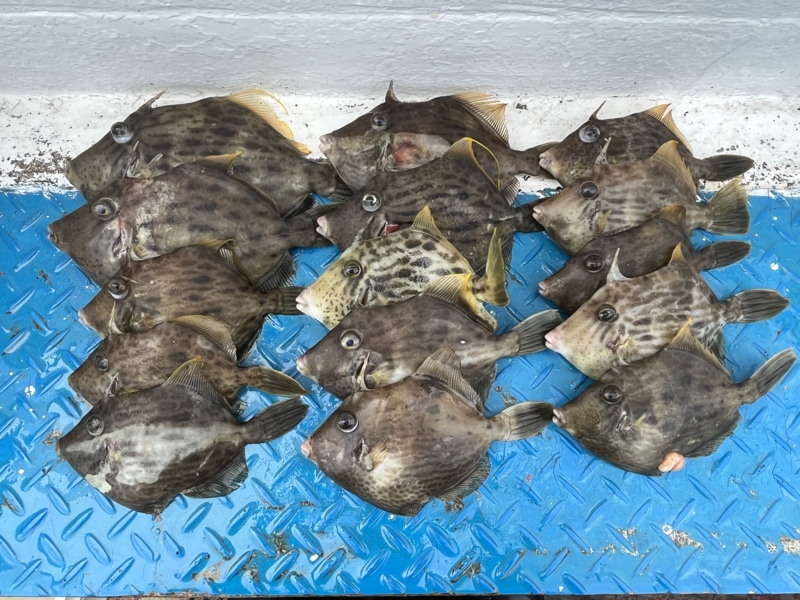 和歌山県湯浅町より船釣りでカワハギ釣果