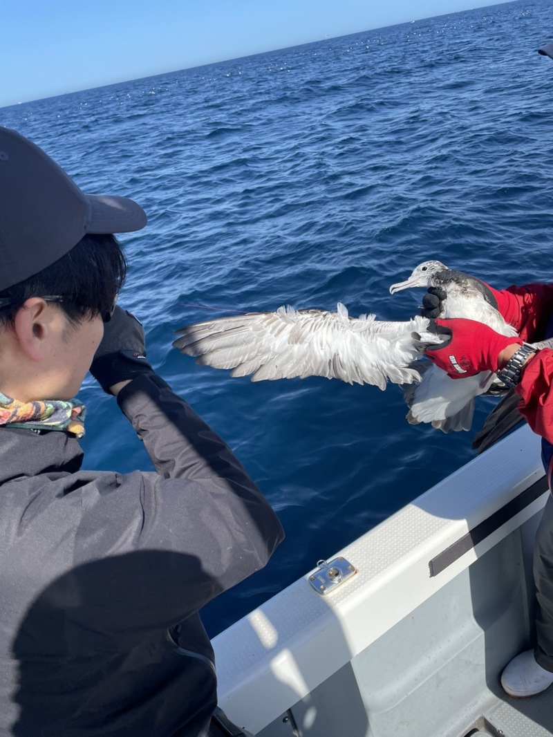 京都西舞鶴よりキャスティングとジギングで青物オニカサゴ釣果