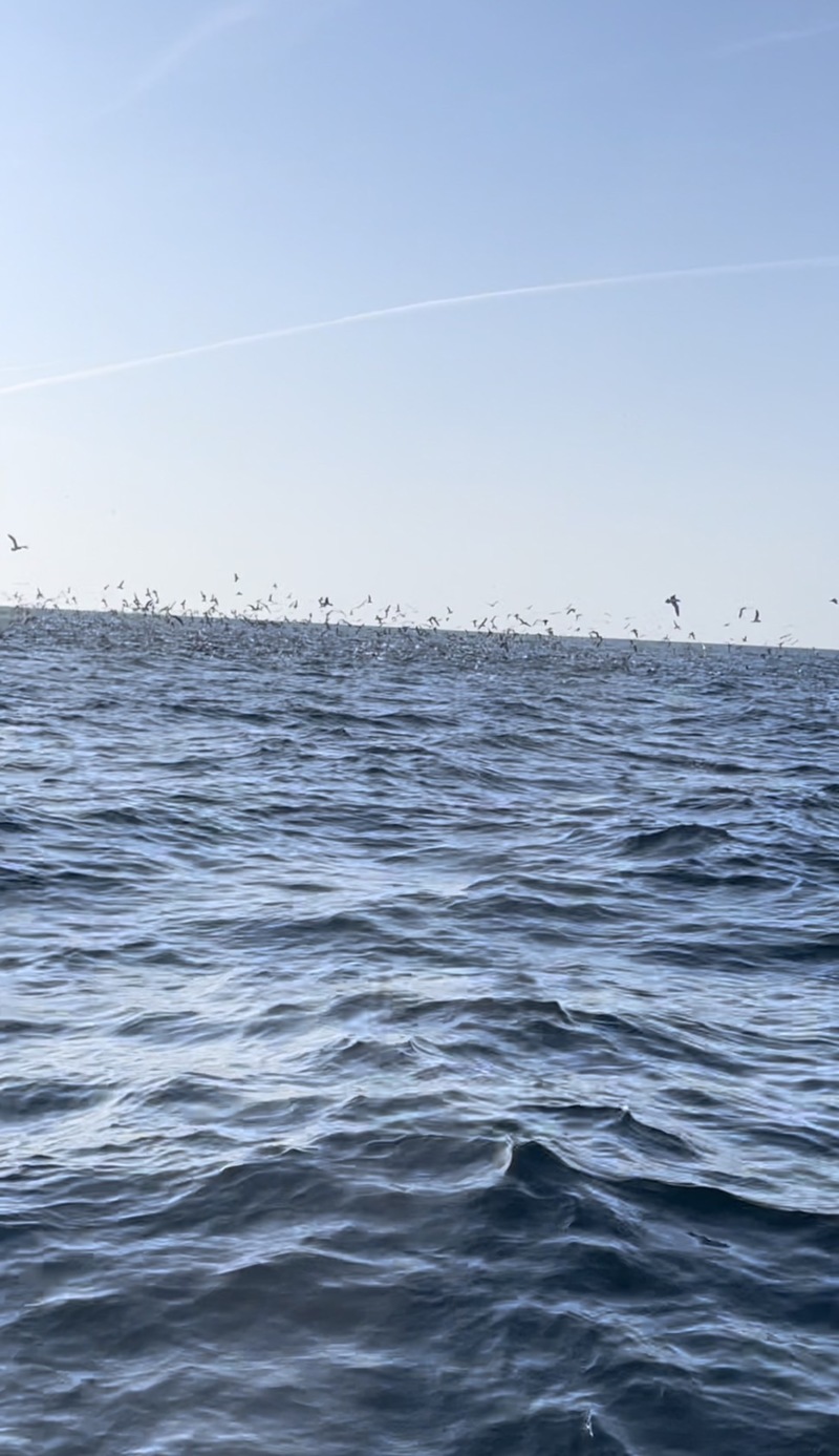 京都西舞鶴よりキャスティングとジギングで青物オニカサゴ釣果