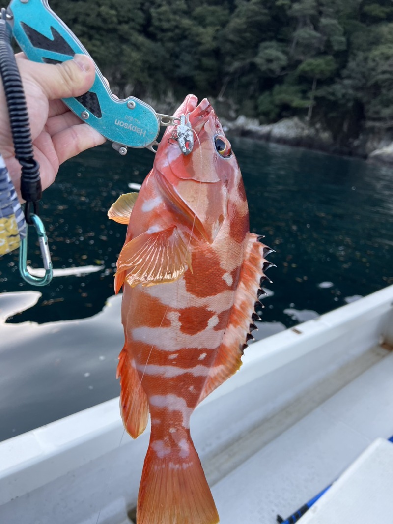 三重県引本のレンタルボートでロック、エギング釣果