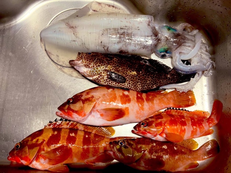 三重県引本のレンタルボートでロック、エギング釣果