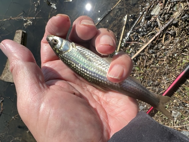 滋賀県愛知川から長浜間の浮き釣りでホンモロコ釣果