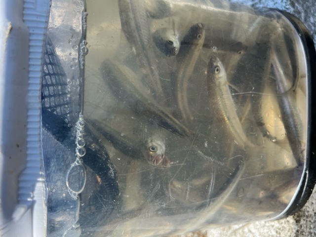 滋賀県愛知川から長浜間の浮き釣りでホンモロコ釣果