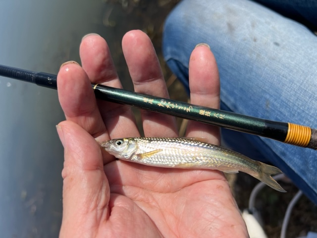 滋賀県愛知川から長浜間の浮き釣りでホンモロコ釣果