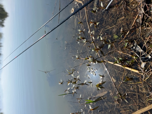 滋賀県愛知川から長浜間の浮き釣りでホンモロコ釣果