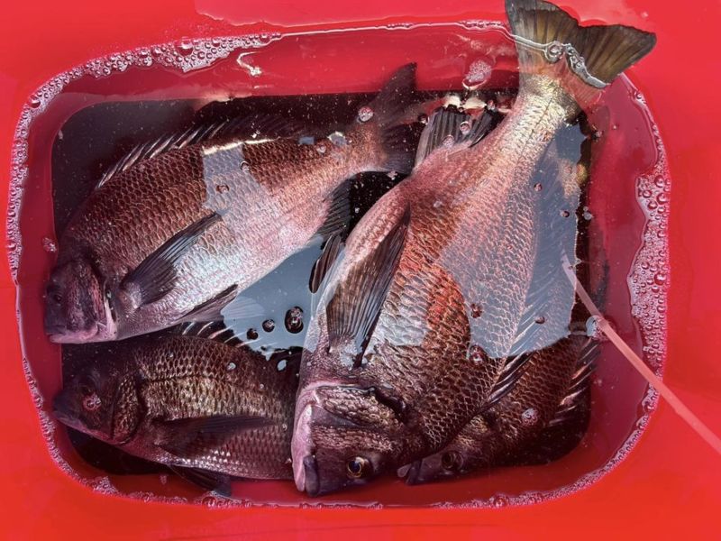 兵庫県淡路島より渡船で沼島の磯にてのっこみチヌ釣果