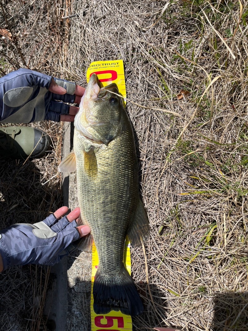 兵庫県淡路島のオカッパリでブラックバス釣果