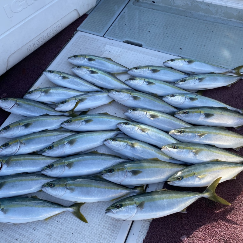 大阪府泉北忠岡よりボートキャスティングでハマチ釣果