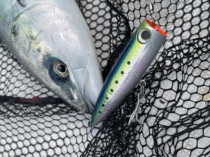 大阪府泉北忠岡よりボートキャスティングでハマチ釣果