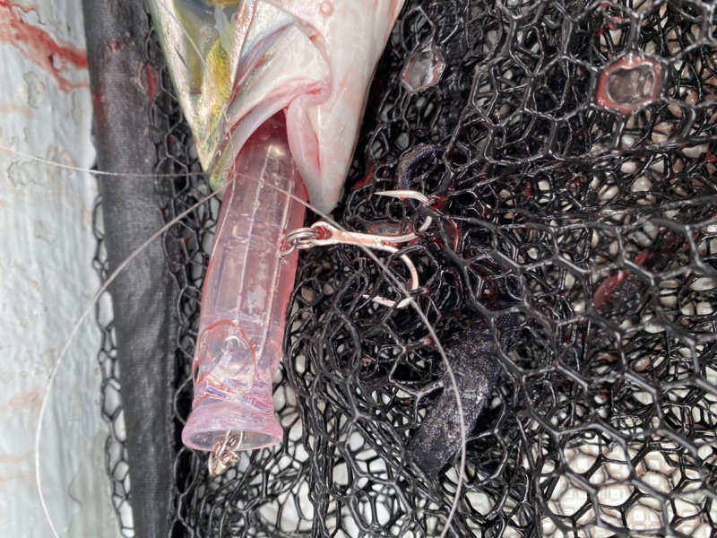 大阪府泉北忠岡よりボートキャスティングでハマチ釣果