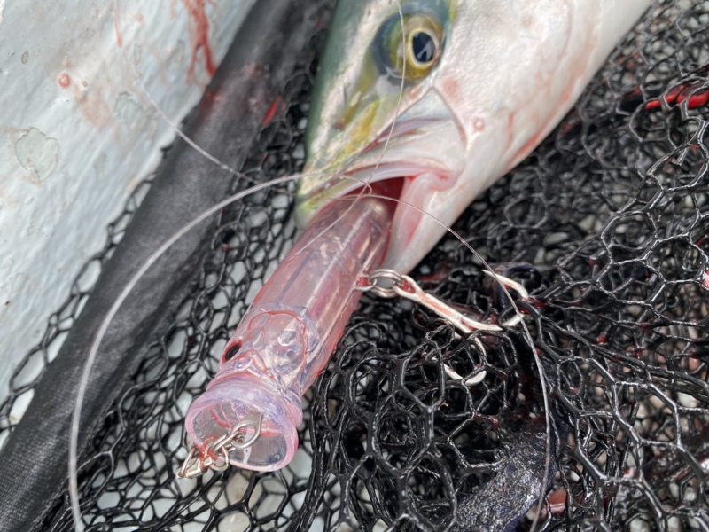 大阪府泉北忠岡よりボートキャスティングでハマチ釣果