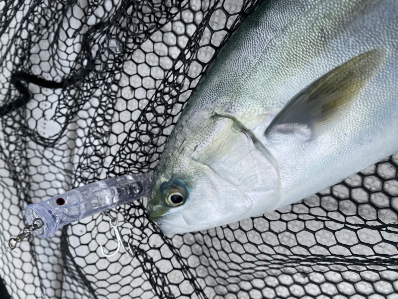 大阪府泉北忠岡よりボートキャスティングでハマチ釣果