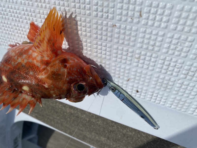 大阪府泉北忠岡よりボートキャスティングでハマチ釣果