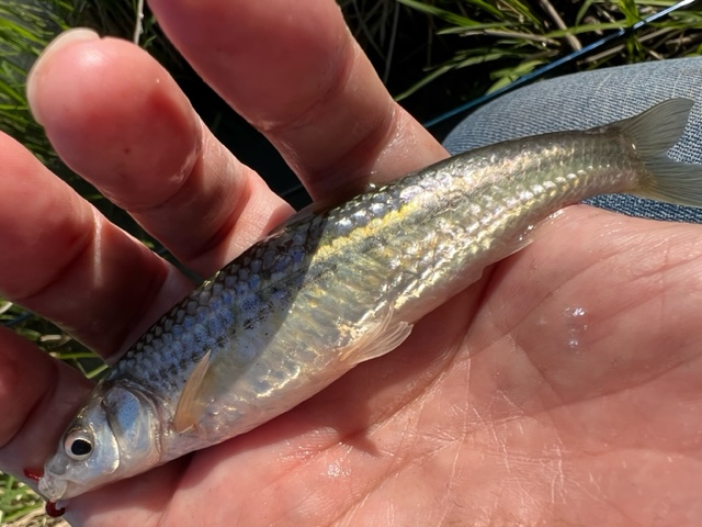 琵琶湖南湖東岸の浮き釣りでホンモロコ釣果