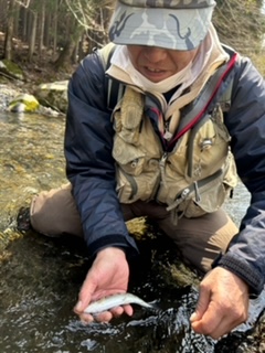 滋賀県愛知川上流にてフライでイワナ、アマゴ釣果