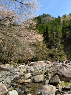 滋賀県愛知川上流にてフライでイワナ、アマゴ釣果