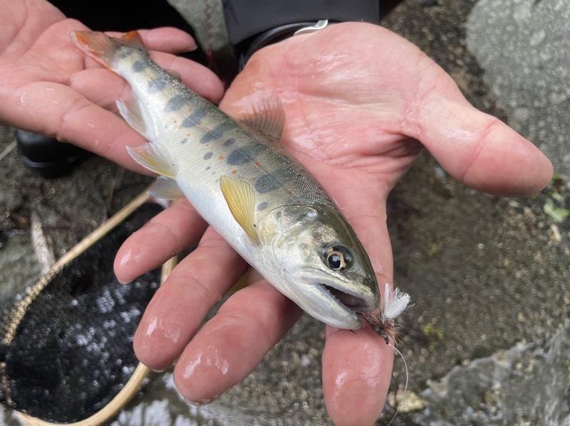滋賀県東近江市愛知川にてフライでアマゴ、岩魚釣果