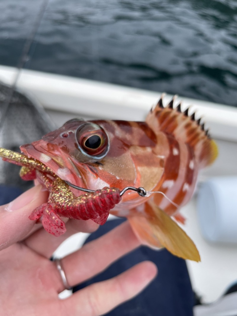 三重県引本浦ボートロックでアカハタ釣果