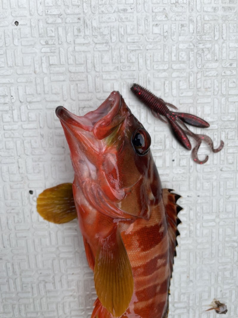 三重県引本浦ボートロックでアカハタ釣果