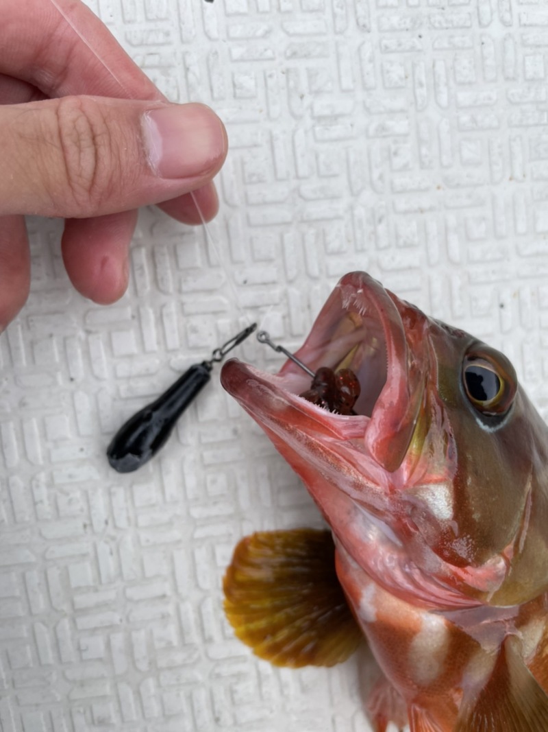 三重県引本浦ボートロックでアカハタ釣果
