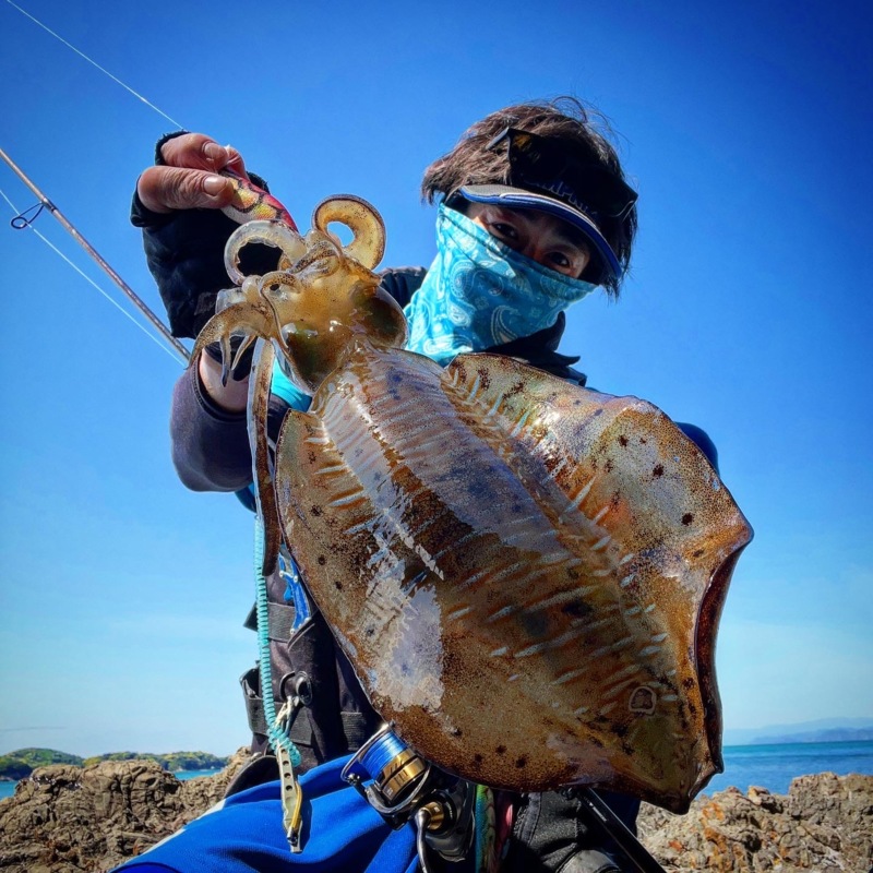 三重県オカッパリ春エギングでアオリイカ釣果
