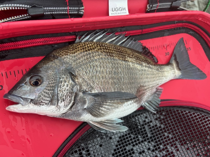 兵庫県南あわじ市から渡船で沼島のチヌ釣果