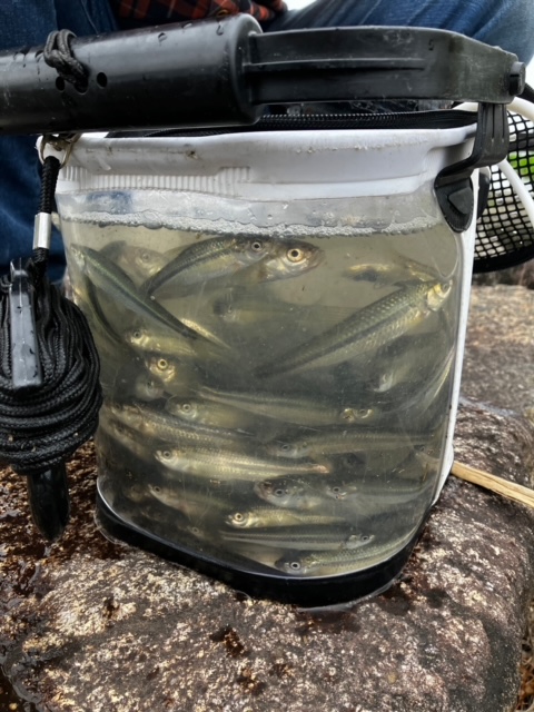 琵琶湖南湖東岸の浮き釣りでホンモロコ釣果