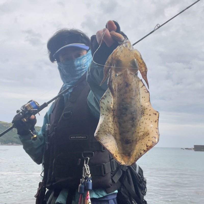 三重県のオカッパリエギングでアオリイカ釣果