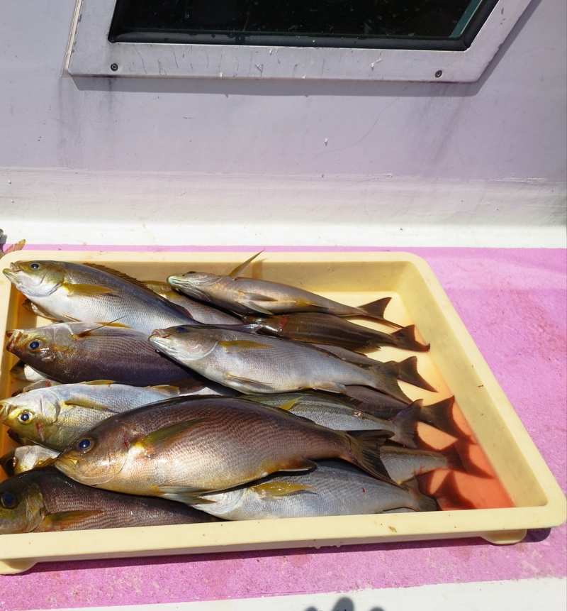 和歌山比井の船釣りでメガアジ・イサキ釣果