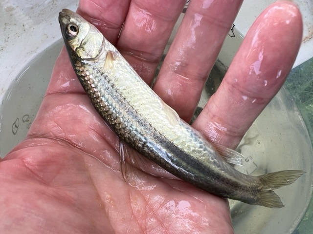 琵琶湖南湖東岸北山田の浮き釣りでホンモロコ釣果