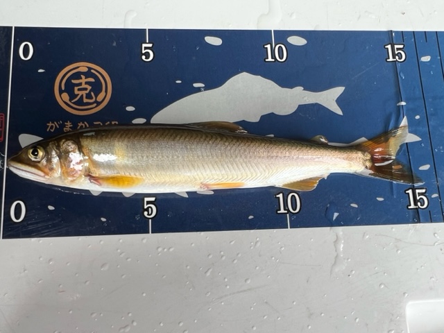 琵琶湖湖西知内川の浮き釣りで小鮎釣果