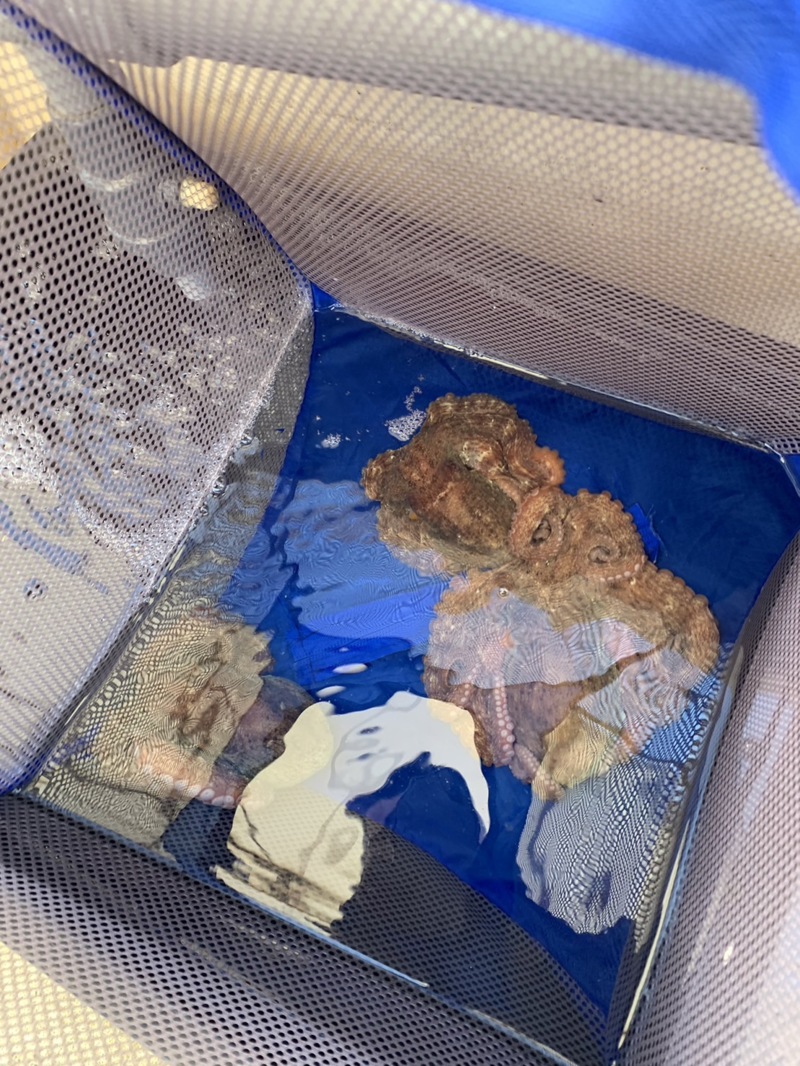 神戸市須磨から船釣りでタコ釣果