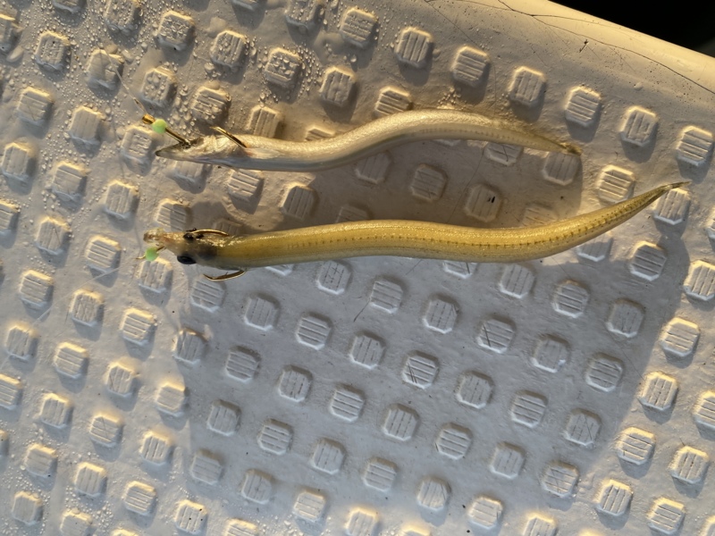 兵庫明石・東二見の近藤丸のエサ釣りでカサゴ釣果