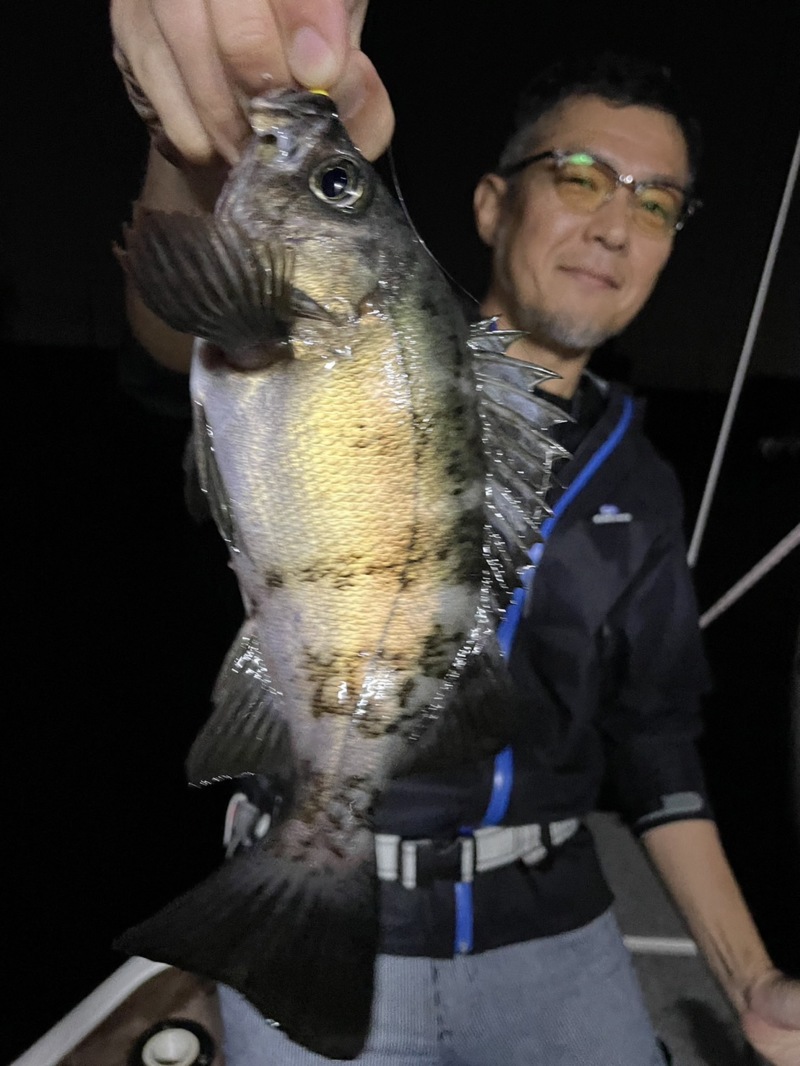 兵庫県西宮の大仲ガイドのナイトゲームでメバル アコウ釣果