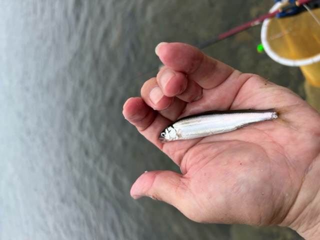 琵琶湖湖西志賀浜で春瀬湖畔仕掛けの小鮎釣果