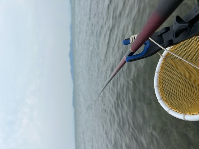 琵琶湖湖西志賀浜で春瀬湖畔仕掛けの小鮎釣果