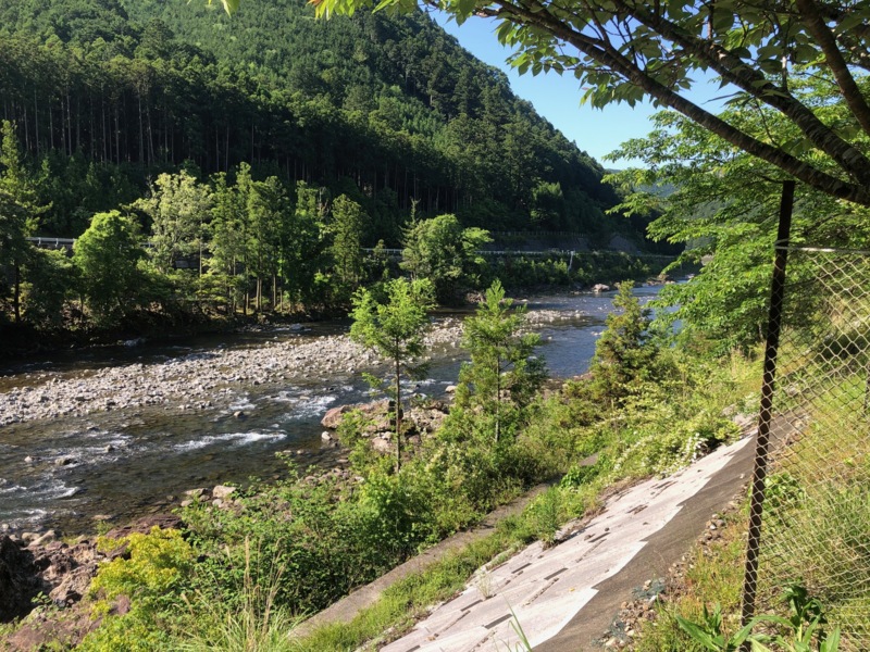 三重県宮川上流の友釣りで鮎釣果