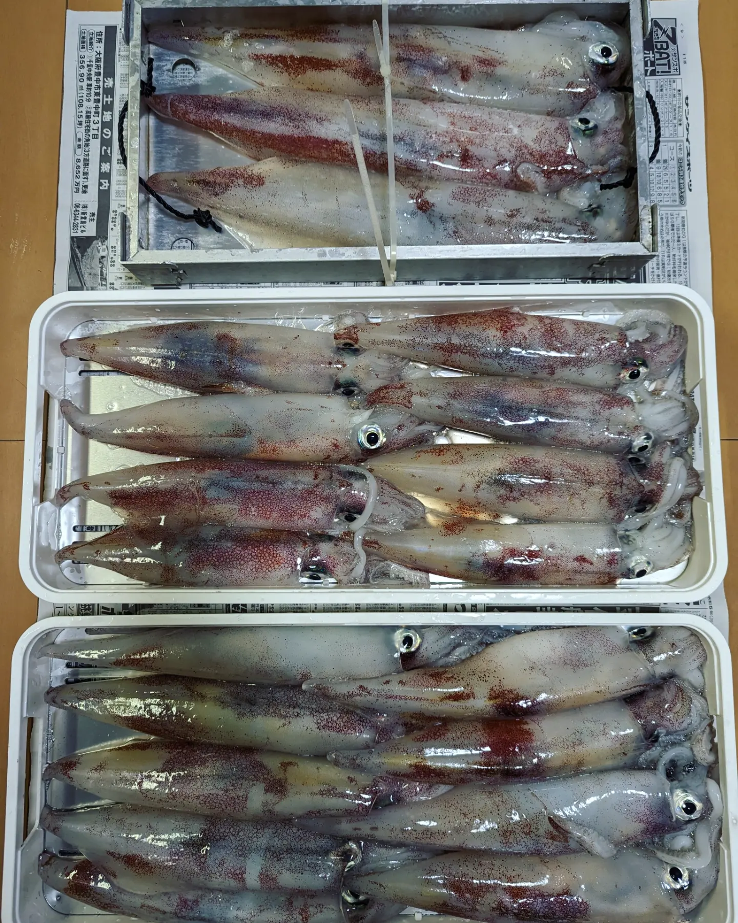 鳥取賀露港の北祐丸イカメタルでケンサキイカ釣果