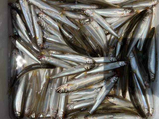 琵琶湖の湖北海津大崎の浮き釣りで小鮎釣果