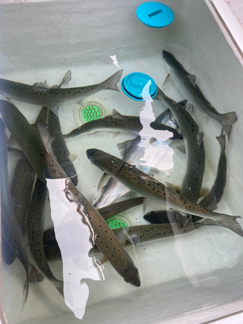 琵琶湖ガイドDubHandFのトローリングでビワマス釣果