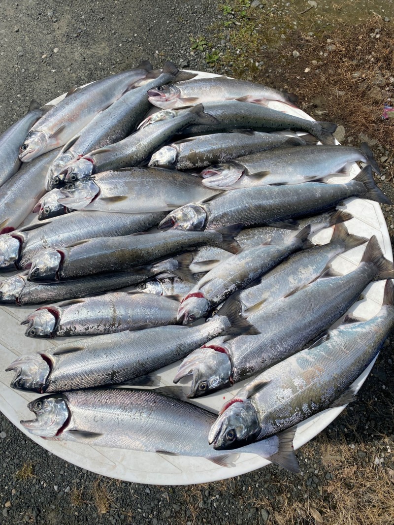 琵琶湖ガイドDubHandFのトローリングでビワマス釣果