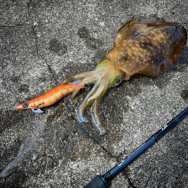 三重県のエギングでデカイカ狙い釣果