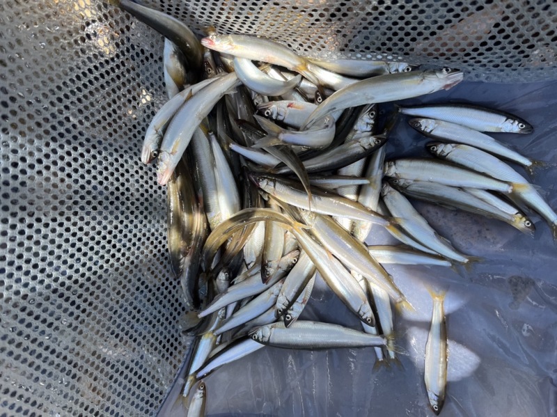 奥琵琶湖の海津大崎にてキャンプしながら小鮎釣果