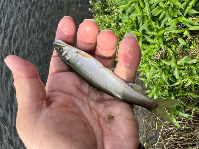 京都桂川にて浜松方式のエサ釣りで小鮎釣果