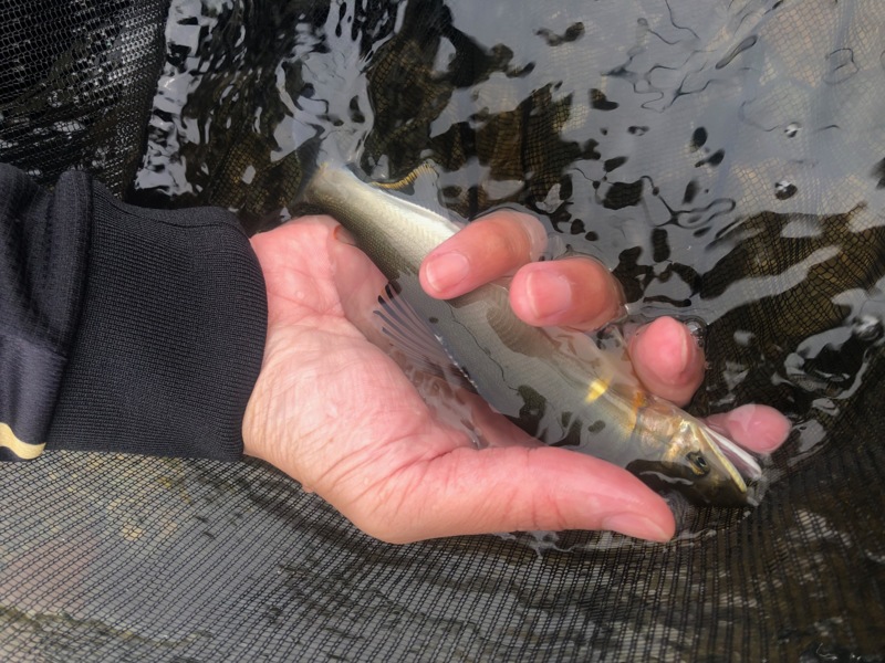 6/6 矢田川 友釣り釣行